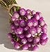 David's Garden Seeds Flower Gomphrena Bicolor Rose D1517 (Purple and White) 50 Open Pollinated Seeds