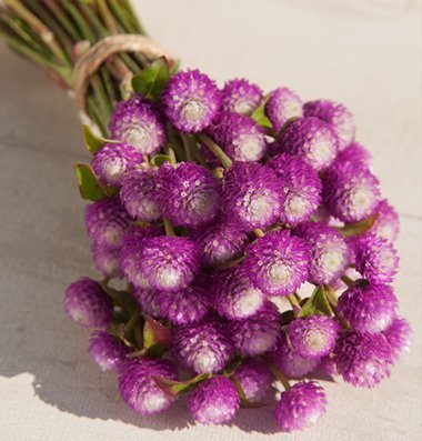David's Garden Seeds Flower Gomphrena Bicolor Rose D1517 (Purple and White) 50 Open Pollinated Seeds