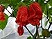 Wrecking Ball 7 Pot Brown Hot Pepper 10+ Seeds