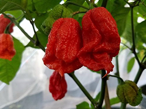 Wrecking Ball 7 Pot Brown Hot Pepper 10+ Seeds Wrecking Ball 7 Pot Brown Hot Pepper 10+ Seeds