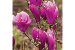 FROZE Jane Magnolia Tree - Live Plant/Shrub/Bush - 6-12" Tall Seedling - 2.5" Pot - Ships Potted