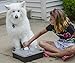 SKI Innovations Paw Boss Wash for Dogs