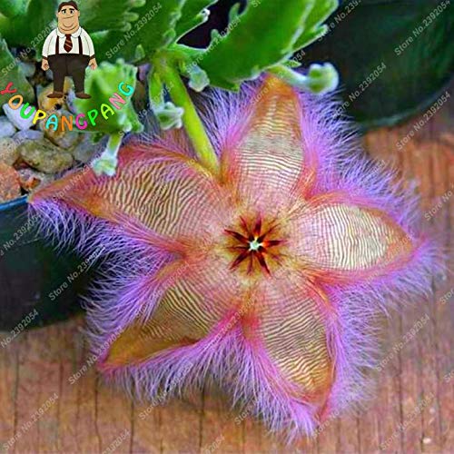 Exotic Rare Cactus Bonsai Stapelia Pulchella Bonsai Lithops Mix Succulents for Home Garden Flower Bonsai 200 Pcs - (Color: 7)