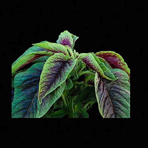 Buy 500 Amaranth RED CALLALOO Amaranthus Tricolor Chinese Medicinal