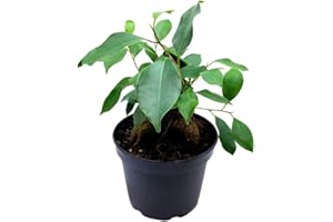 BubbleBlooms Ficus microcarpa Chinese Banyan Bonsai Tree in a 6 inch Pot