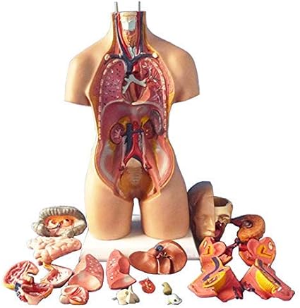 Selotrot Modele De Corps Humain 4d Modele D Assemblage Anatomique D Organes Humains Anatomie Organes Medicaux Internes Pour L Enseignement De L Enseignement De L Ecole Amazon Fr Cuisine Maison