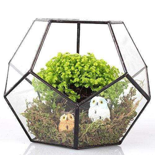 Pentagon Ball Shape Open Glass Geometric Terrarium Box Tabletop Succulent Plant Planter Fern Moss 6.89*6.89*5.9inches