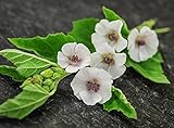 Marshmallow Seeds (Althaea officinalis) Medicinal