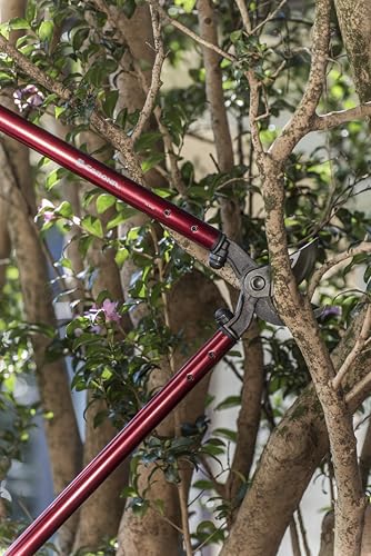 Corona Tools | 32-inch Branch Cutter MAXFORGED Orchard Loppers | Tree Trimmer photo 8