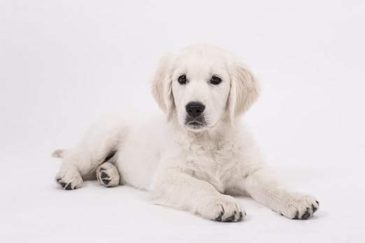 Amazon Com Laminated 36x24 Inches Poster Dog Golden Retriever