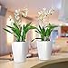 Lechuza 14900 Deltini Self-Watering Planter for Indoor and Outdoor Use, 6