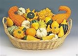 Organic Non-gmo Ornamental Gourd Mix 25 Seeds - Open-pollinated (Small Mixed)