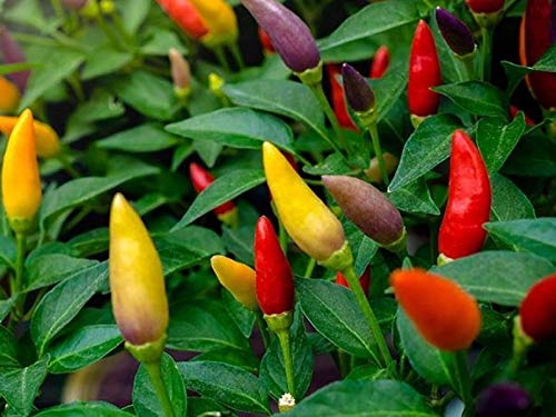 Ornamental Hot Chili Dwarf Pepper Mix Organic Seeds Rare up to 30 Seeds - Thumbnail 6