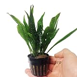Greenpro Microsorum Pteropus Hardy Leaf Black Forest Asian Java Fern Potted Live Water Aquatic Aquarium Plants for Freshwater Fish Tank
