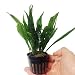 Greenpro Microsorum Pteropus Hardy Leaf Black Forest Asian Java Fern Potted Live Water Aquatic Aquarium Plants for Freshwater Fish Tank