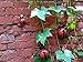 starbluegarden 3pcs Metal Red Ladybug Wall Hanger Wall Hanging Outdoor Garden Decor
