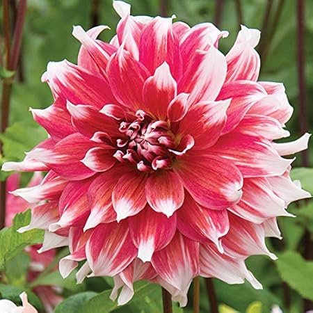 FERNSFLY Flower Bulbs IMP. Dahlia | Dhalia | Dahalia Perennial Flower Bulbs Excellent Quality Attractive Aromatic Flower Home Outdoor Gardening Flowering Bulbs (Pack Of 7 The Frost Nip)