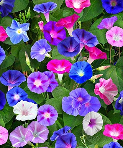 Download Morning Glory Flowering Season Background