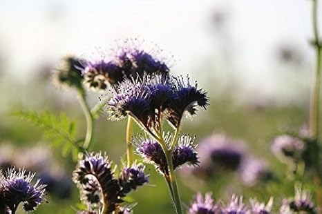 Lacy Phacelia - 50 g Samen für den After Crop - 30000 samen