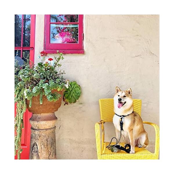 Pogis-Poop-Bags-50-Rolls-750-Dog-Poo-Bags-2-Dispensers-Scented-Leak-Proof-Biodegradable-Poo-Bags-for-Dogs Pogi's Biodegradable Dog Poo Bags - 50 Rolls (750 Dog Bags) +2 Dog Poo Bag Holders - Ultra Thick, Leak-Proof, Scented…