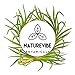 Natrevibe Botanicals Organic Lemongrass Powder, 8 ounces | Non-GMO and Gluten Free | Adds Taste and Flavor | Antioxidant Properties.