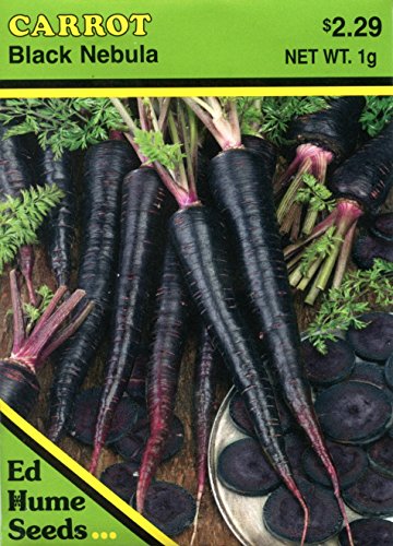 Black Nebula Carrot Seeds - 1 g Black Nebula Carrot Seeds - 1 g