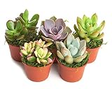 Shop Succulents | Unique Collection of Live Succulent Plants, Hand Selected Variety Pack of Mini Succulents | Collection of 5