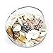 CYS EXCEL Colorful Sea Shells, Assorted Mixed Beach Seashells for Nautical Decor (1 Bag - Approximately 200 pcs)