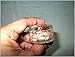 Jet Energized Sunstone Orgone Tower Buster
