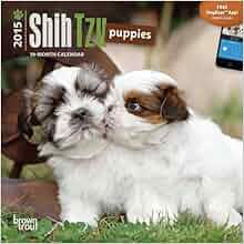 Shih Tzu Puppies 2015 Mini 7x7 Multilingual Edition