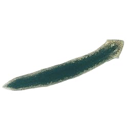 Carolina Planaria, Living – Regenerative