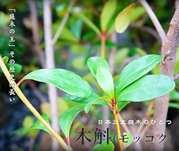Amazon 木斛 モッコク 根巻き苗庭木 常緑樹 高木 生垣 シンボルツリー 植木 植木