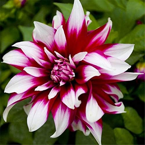 Bloom Green Co Perenne Fiori Giardino Vary Colori Dalie Fiore Gorgeous Balcone Pianta Da Vaso Per Gli Ornamenti Giardino Di Casa 100 Pezzi Facili Crescere 60 100 Pezzi Amazon It Giardino E Giardinaggio