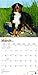Bernese Mountain Dogs 2019 12 x 12 Inch Monthly Square Wall Calendar, Animals Dog Breeds