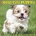 Just Shih Tzu Puppies 2018 Wall Calendar (Dog Breed Calendar)