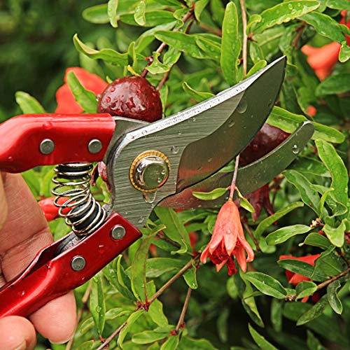 THANOS Bypass Hand Pruners for Gardening, Arboriculture, Farming, Flower Arranging, Pruning Shears with Ergonomic Handles,SK-5 Steel Blade,Garden Clippers with Shock-Absorbent Spring & Safety Lock - Thumbnail 4