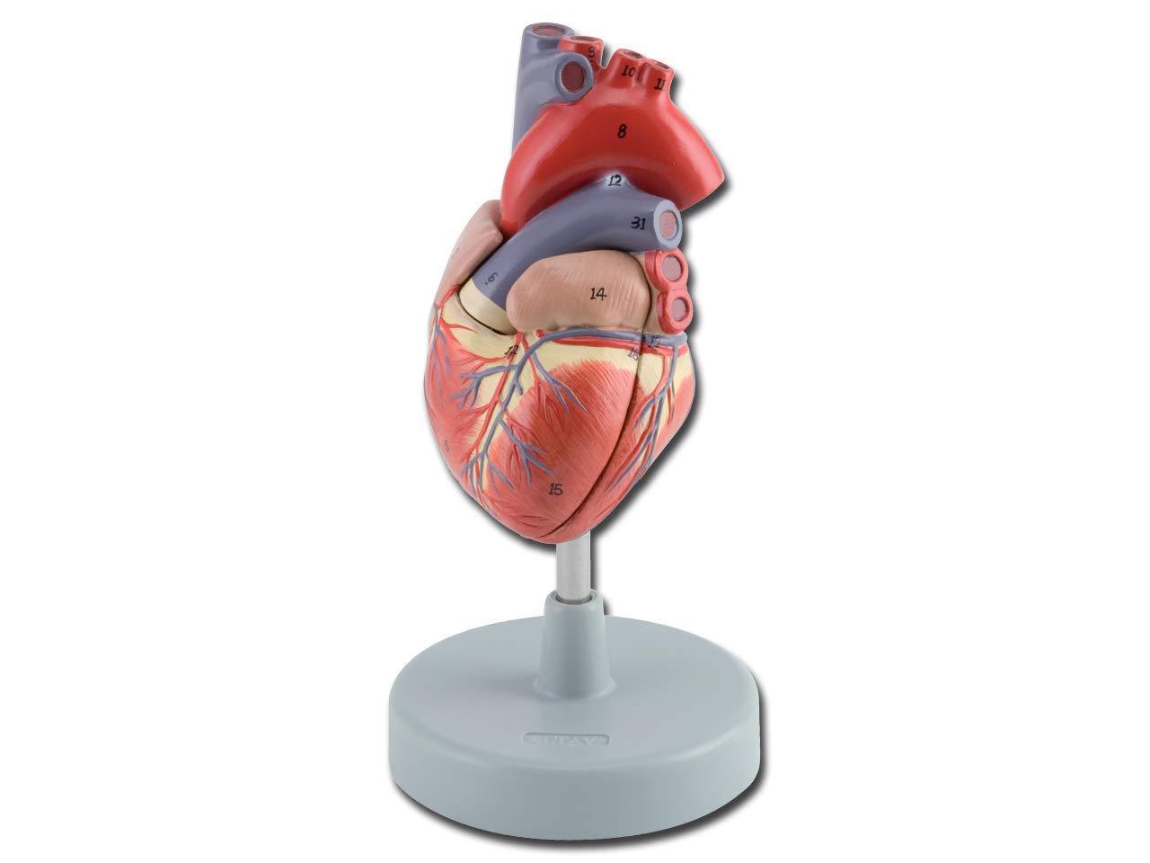 Gima - Anatomical Model of Human Heart, Sectioned, Highly Detailed, Tridimensional, Modular in 2 Parts, Magnification 1X