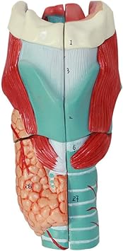 Amazon Co Jp 人体骨格解剖学的モデル喉の解剖学モデル 3倍に拡大された喉頭解剖学モデル 医療解剖学的喉の構造人間の臓器の解剖学モデル 医療教育訓練用 スポーツ アウトドア