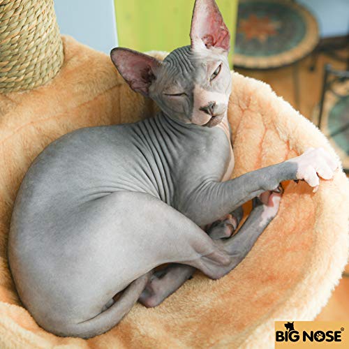 BIG NOSE- Wall Mounted Cat Scratching Post Multi Level Cat Shelves with Solid Wood Steps and Sunny Seat Hammock - Thumbnail 7