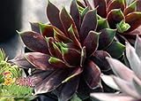 Cranberry Cocktail Hens & Chicks - Sempervivum-Indoors/Out-3.5