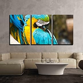 3 Piece Canvas Wall Art - Colorful Macaw - Modern Home Art Stretched and Framed Ready to Hang - 16"x24"x3 Panels