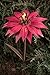 Desert Steel 409-002 721019631213 Bishop Dahlia-Metal Flower Garden Torch-36 Inches Tal, 36 x 14 x 14