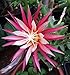 Zig Zag, Ric Rak, Fish Bone Cactus - Selenicereus - 4" Pot - Intense Fragrance