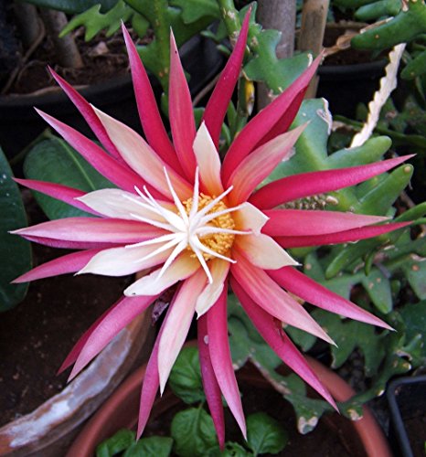 Zig Zag, Ric Rak, Fish Bone Cactus - Selenicereus - 4 Zig Zag, Ric Rak, Fish Bone Cactus - Selenicereus - 4