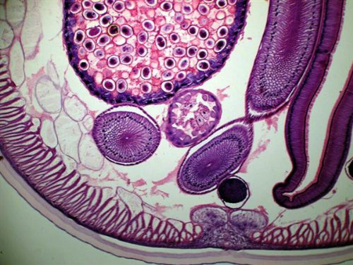 AmScope-M150C-I-40X-1000X-All-Metal-Optical-Glass-Lenses-Cordless-LED-Student-Biological-Compound-Microscope