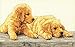 Dimensions Crafts Counted Cross Stitch Kit, Golden Retriever Puppies