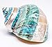 Hermit Crab Shells | Turbo Shells | Jade Green Banded Turbo Shell 3.5