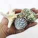 CYS EXCEL Seashell Assorted Mix with Pencil Finger Starfish (Approx. 15 PCS, 3