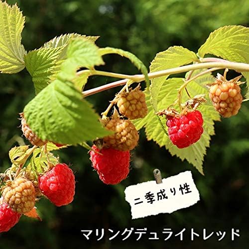 Amazon マリングデュライトレッド 二季なり ラズベリー ポット苗 果物