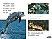 DK Readers L1: Diving Dolphin